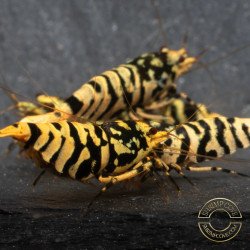 Hornet Yellow TB Shrimp Caridina . Aquarium Shrimp Cove place to go for freshwater shrimp
