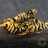 Hornet Yellow TB Shrimp Caridina . Aquarium Shrimp Cove place to go for freshwater shrimp