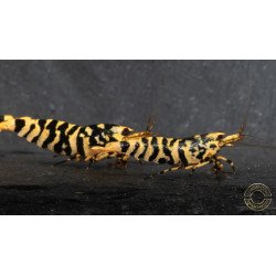 Hornet Yellow TB Shrimp Caridina . Aquarium Shrimp Cove place to go for freshwater shrimp