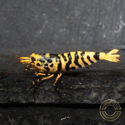Hornet Yellow TB Shrimp Caridina . Aquarium Shrimp Cove place to go for freshwater shrimp