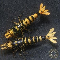 Hornet Yellow TB Shrimp Caridina . Aquarium Shrimp Cove place to go for freshwater shrimp