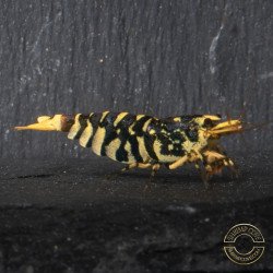 Hornet Yellow TB Shrimp Caridina . Aquarium Shrimp Cove place to go for freshwater shrimp