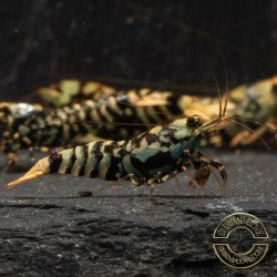 MINT TIGER  TB Shrimp Caridina . Aquarium Shrimp Cove place to go for freshwater shrimp