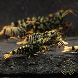 MINT TIGER  TB Shrimp Caridina . Aquarium Shrimp Cove place to go for freshwater shrimp