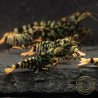 MINT TIGER  TB Shrimp Caridina . Aquarium Shrimp Cove place to go for freshwater shrimp