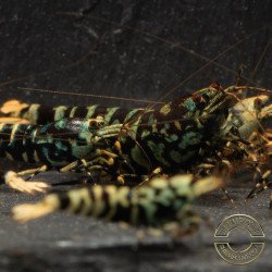 MINT TIGER  TB Shrimp Caridina . Aquarium Shrimp Cove place to go for freshwater shrimp