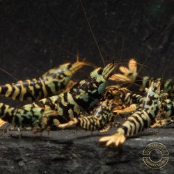MINT TIGER  TB Shrimp Caridina . Aquarium Shrimp Cove place to go for freshwater shrimp