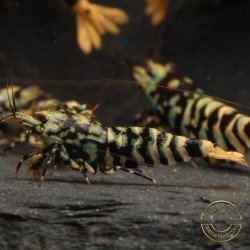 MINT TIGER  TB Shrimp Caridina . Aquarium Shrimp Cove place to go for freshwater shrimp