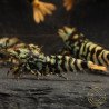 MINT TIGER  TB Shrimp Caridina . Aquarium Shrimp Cove place to go for freshwater shrimp