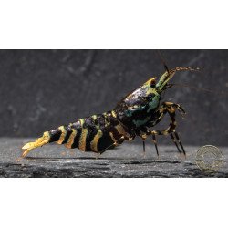 MINT TIGER  TB Shrimp Caridina . Aquarium Shrimp Cove place to go for freshwater shrimp