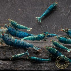 High Grade Extreme Blue Bolt Caridina Shrimp Buy Now | Shrimp Cove