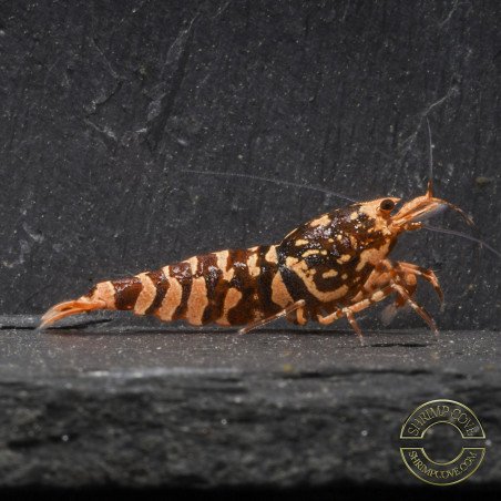 RARE Red Metallic Galaxy Tiger Wasp Genetics Premium 5 LINE  Shrimp Cove TB Shrimp Genetics