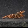 RARE Red Metallic Galaxy Tiger Wasp Genetics Premium 5 LINE  Shrimp Cove TB Shrimp Genetics