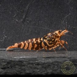 RARE Red Metallic Galaxy Tiger Wasp Genetics Premium 5 LINE  Shrimp Cove TB Shrimp Genetics