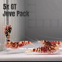 10x Shrimp MIND BLOWING BARGAINS Caridina Shrimp Aquarium Beauty | Shrimp Cove