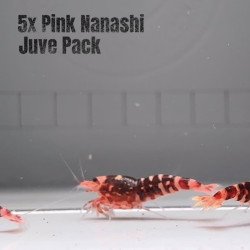 5x Shrimp MIND BLOWING BARGAINS Caridina Shrimp Aquarium Beauty | Shrimp Cove
