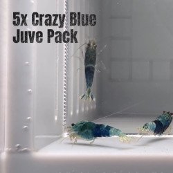 5x Shrimp MIND BLOWING BARGAINS Caridina Shrimp Aquarium Beauty | Shrimp Cove