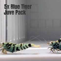 5x Shrimp MIND BLOWING BARGAINS Caridina Shrimp Aquarium Beauty | Shrimp Cove