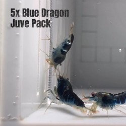 5x Shrimp MIND BLOWING BARGAINS Caridina Shrimp Aquarium Beauty | Shrimp Cove