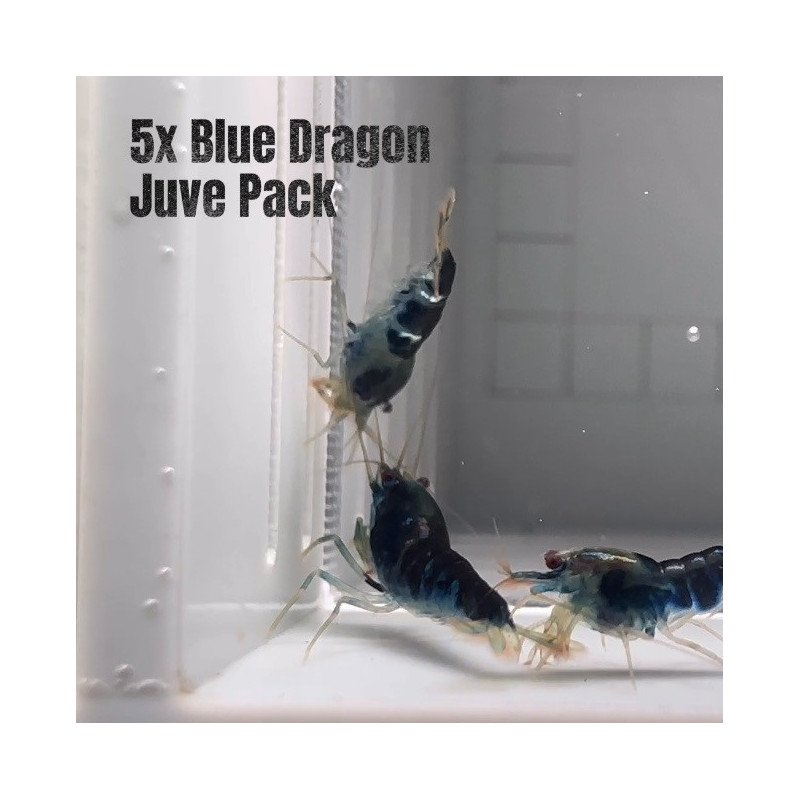 5x Shrimp MIND BLOWING BARGAINS Caridina Shrimp Aquarium Beauty | Shrimp Cove