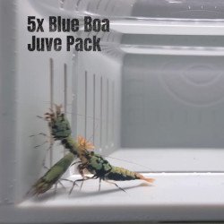 5x Shrimp MIND BLOWING BARGAINS Caridina Shrimp Aquarium Beauty | Shrimp Cove