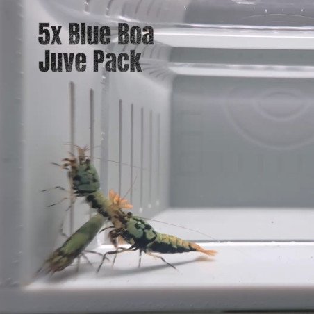 5x Shrimp MIND BLOWING BARGAINS Caridina Shrimp Aquarium Beauty | Shrimp Cove