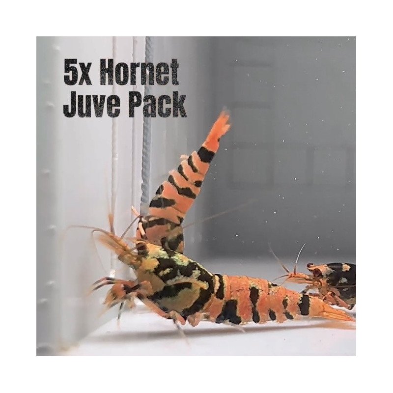 5x HORNET CARIDINA SHRIMP A MIND BLOWING BARGAIN | Shrimp Cove