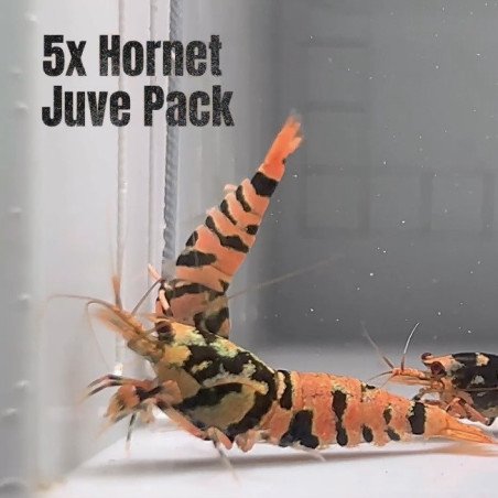5x HORNET CARIDINA SHRIMP A MIND BLOWING BARGAIN | Shrimp Cove