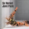 5x HORNET CARIDINA SHRIMP A MIND BLOWING BARGAIN | Shrimp Cove