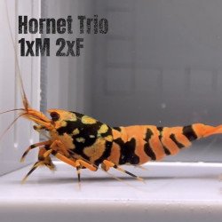 3x TB Shrimp A MIND BLOWING BARGAIN Caridina Shrimp Aquarium Beauty | Shrimp Cove | BEST IN UK