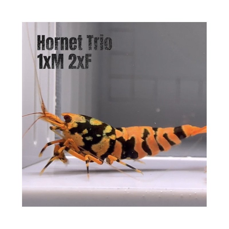 3x TB Shrimp A MIND BLOWING BARGAIN Caridina Shrimp Aquarium Beauty | Shrimp Cove | BEST IN UK