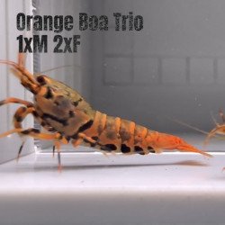 3x TB Shrimp A MIND BLOWING BARGAIN Caridina Shrimp Aquarium Beauty | Shrimp Cove | BEST IN UK