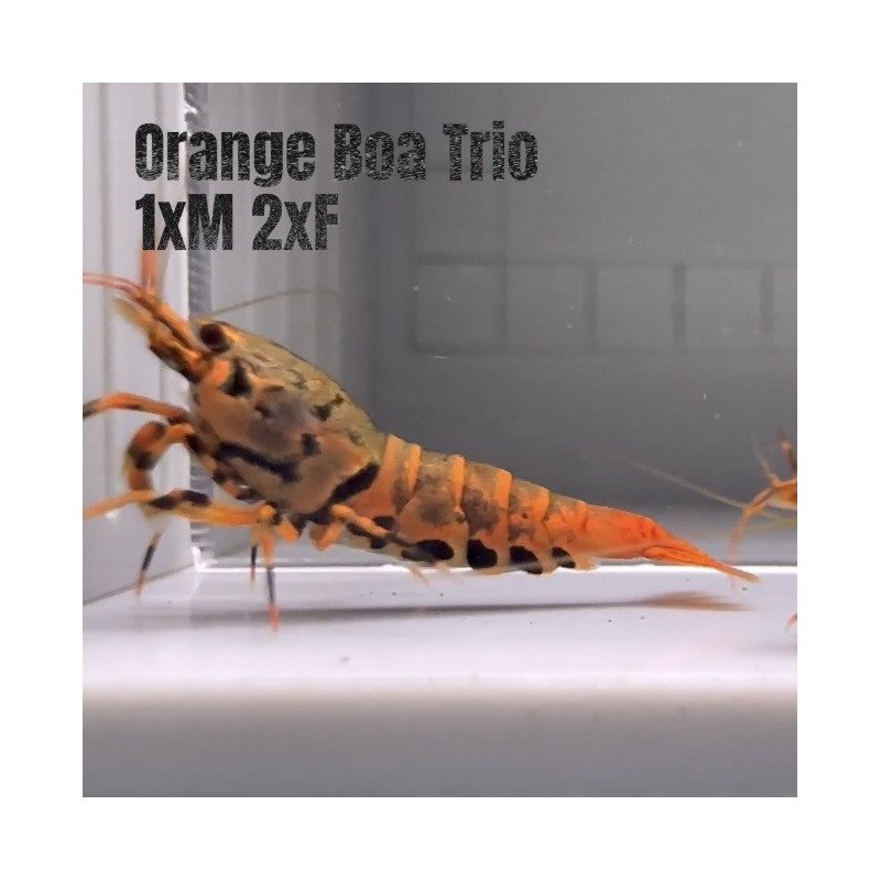 3x TB Shrimp A MIND BLOWING BARGAIN Caridina Shrimp Aquarium Beauty | Shrimp Cove | BEST IN UK