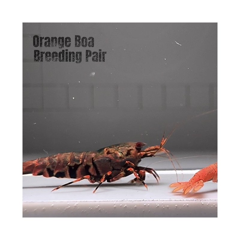 TB Shrimp A MIND BLOWING BARGAIN Caridina Shrimp Aquarium Beauty | Shrimp Cove | BEST IN UK