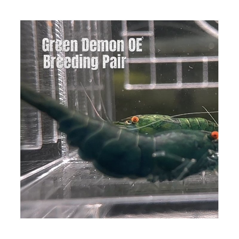 Shrimp AT MIND BLOWING PRICE Neo & Caridina Shrimp Aquarium Beauty | Shrimp Cove | BEST IN UK