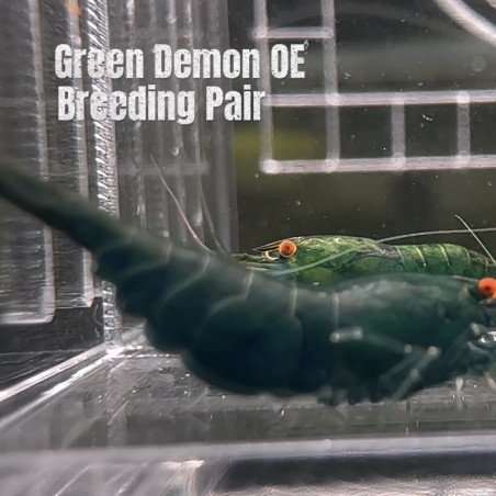 Shrimp AT MIND BLOWING PRICE Neo & Caridina Shrimp Aquarium Beauty | Shrimp Cove | BEST IN UK