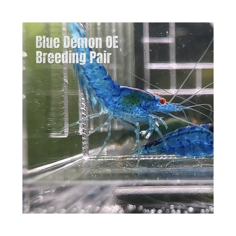 Shrimp AT MIND BLOWING PRICE Neo & Caridina Shrimp Aquarium Beauty | Shrimp Cove | BEST IN UK