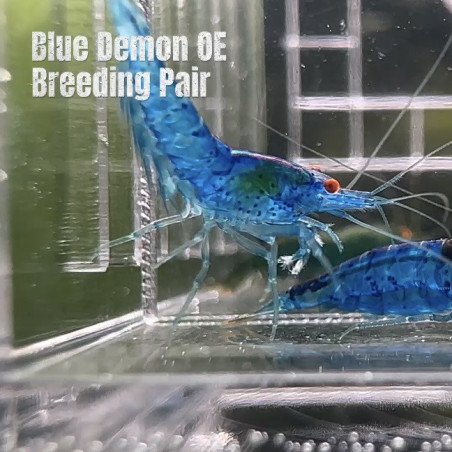 Shrimp AT MIND BLOWING PRICE Neo & Caridina Shrimp Aquarium Beauty | Shrimp Cove | BEST IN UK