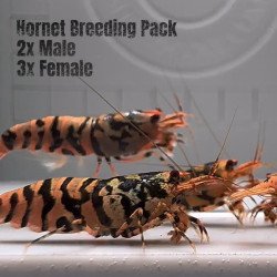 5x TB Shrimp A MIND BLOWING BARGAIN Caridina Shrimp Aquarium Beauty | Shrimp Cove | BEST IN UK