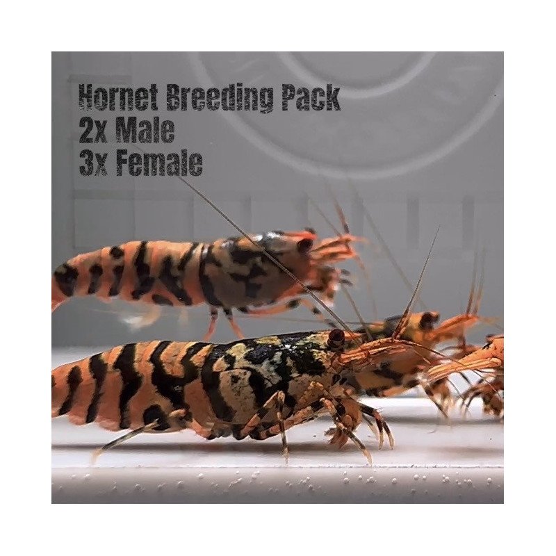 5x TB Shrimp A MIND BLOWING BARGAIN Caridina Shrimp Aquarium Beauty | Shrimp Cove | BEST IN UK