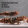 5x TB Shrimp A MIND BLOWING BARGAIN Caridina Shrimp Aquarium Beauty | Shrimp Cove | BEST IN UK