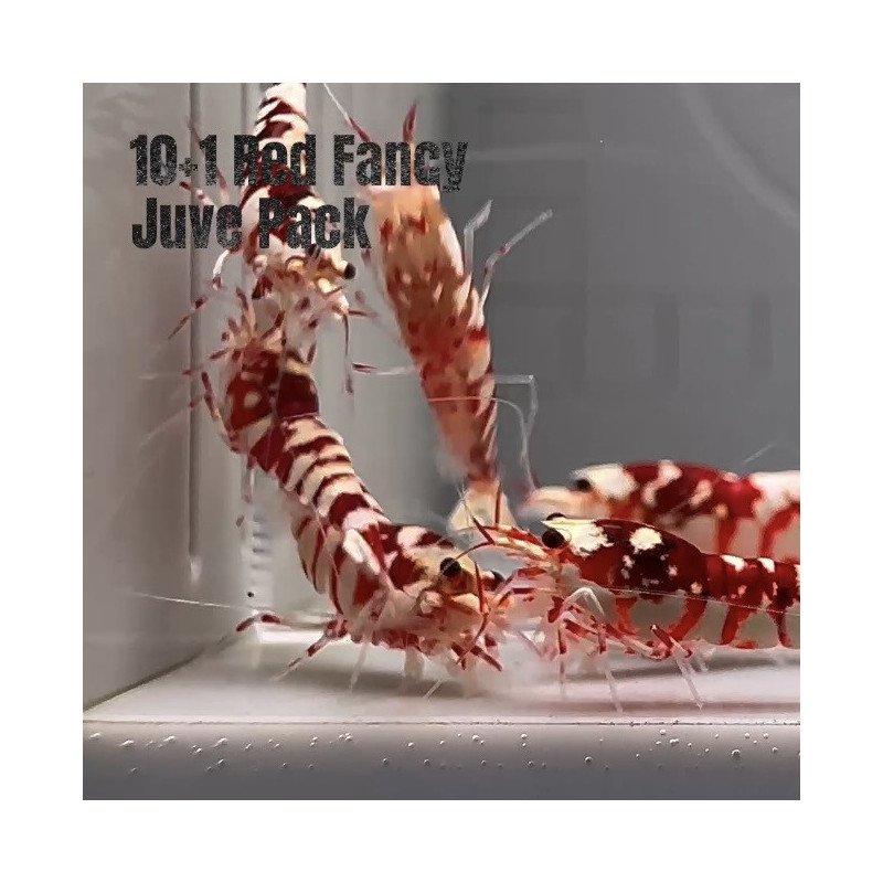 10x  Shrimp MIND BLOWING BARGAINS Caridina Shrimp Aquarium Beauty | Shrimp Cove