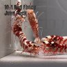 10x  Shrimp MIND BLOWING BARGAINS Caridina Shrimp Aquarium Beauty | Shrimp Cove