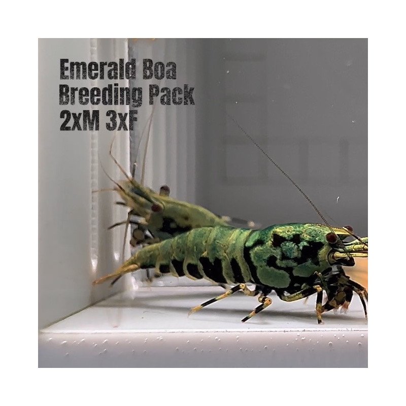 Boa Emerald PACK Premium Caridina Shrimp UK Shrimp Cove, next day delivery