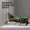 Boa Emerald PACK Premium Caridina Shrimp UK Shrimp Cove, next day delivery