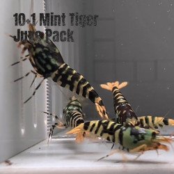 10x Shrimp MIND BLOWING BARGAINS Caridina Shrimp Aquarium Beauty | Shrimp Cove