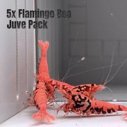 5x Shrimp MIND BLOWING BARGAINS Caridina Shrimp Aquarium Beauty | Shrimp Cove