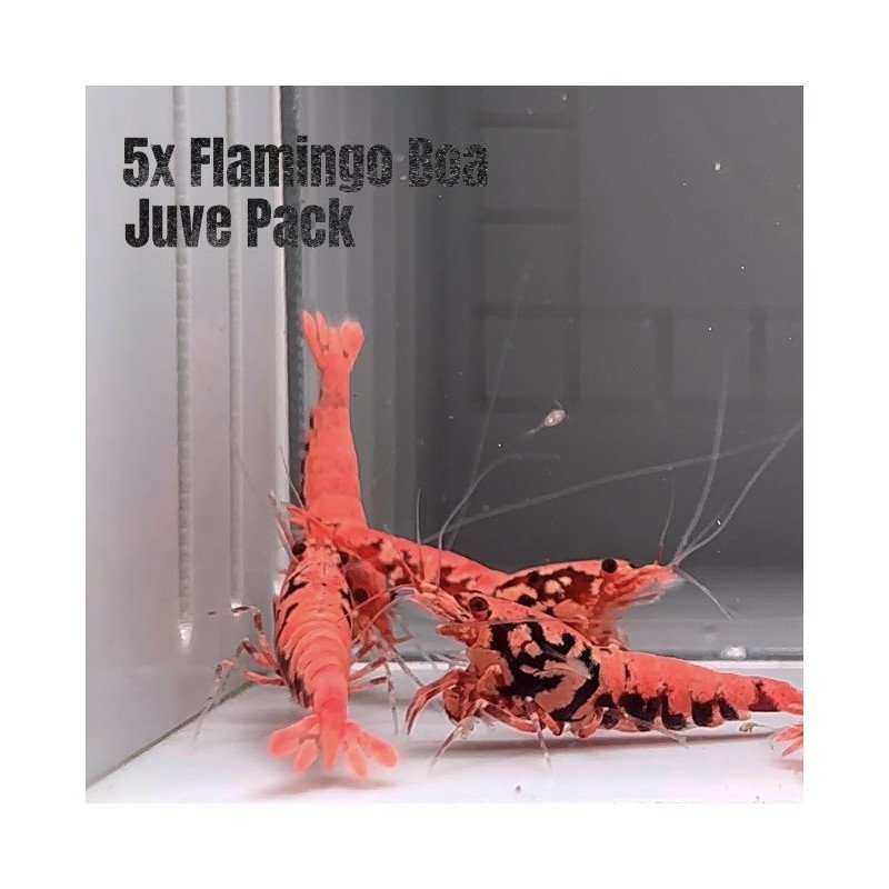 5x Shrimp MIND BLOWING BARGAINS Caridina Shrimp Aquarium Beauty | Shrimp Cove