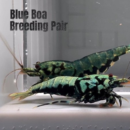 TB Shrimp A MIND BLOWING BARGAIN Caridina Shrimp Aquarium Beauty | Shrimp Cove | BEST IN UK