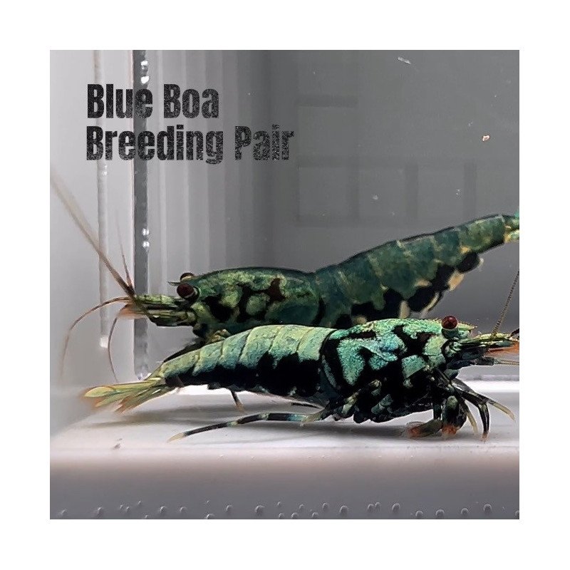 TB Shrimp A MIND BLOWING BARGAIN Caridina Shrimp Aquarium Beauty | Shrimp Cove | BEST IN UK